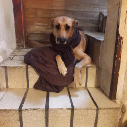 Perros