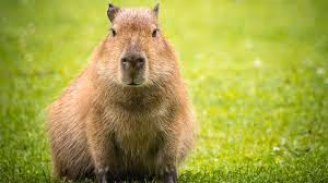Capibara