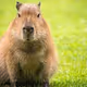 Capibara