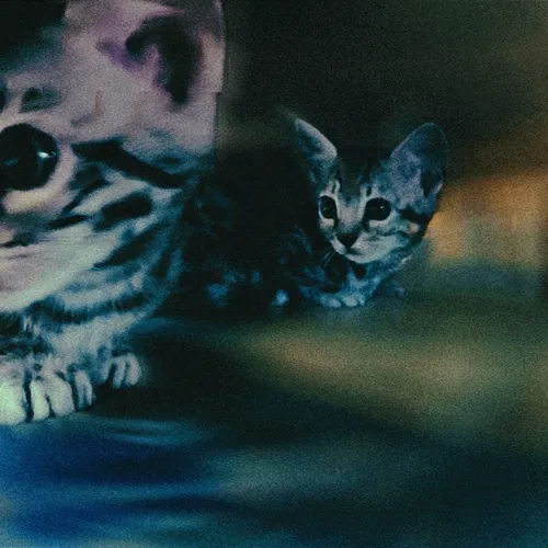 Insomniacs, Cats & Photo Apps.