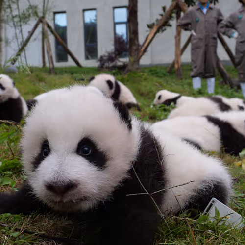 Panda Kung Fu