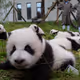 Panda Kung Fu