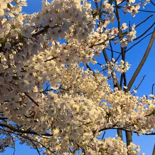 밤벚꽃