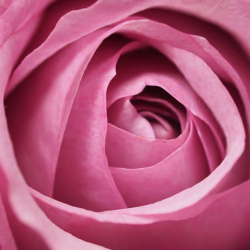 Pink flower