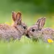 RabbitHole