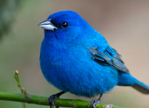 birdsss