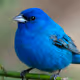 birdsss