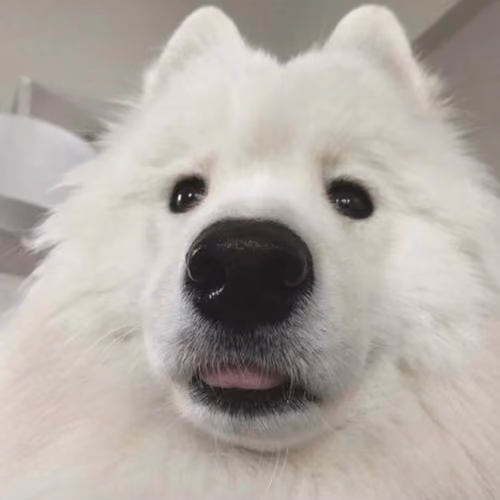 my puppy