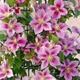 clematis