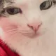 Looks at You