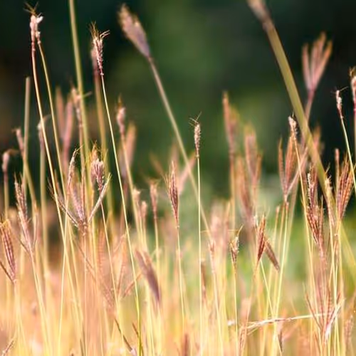 Diana Corresponding Very