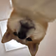 bowwow