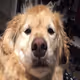 Ansem's dog