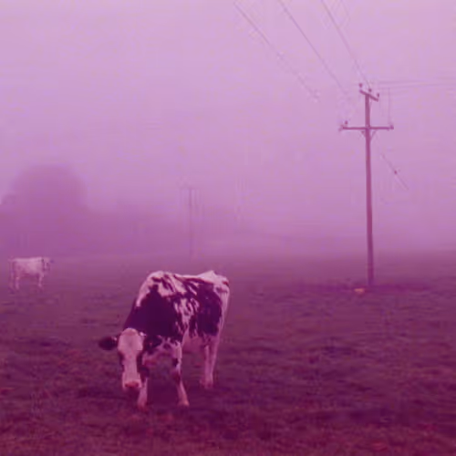 Stefan Smith - Pink Shadows