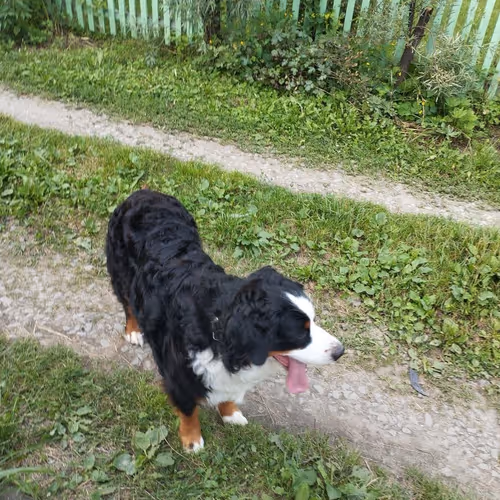 summer dog