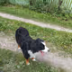 summer dog