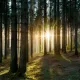 sunshine forest