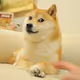 doge