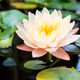 Water lilies