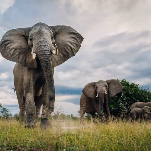 wild elephant