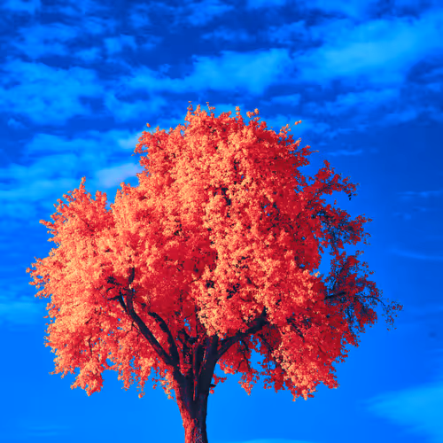 treed