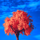 treed
