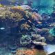 OceanoGrafic