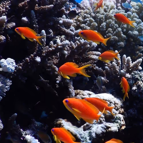Undersea world