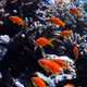Undersea world