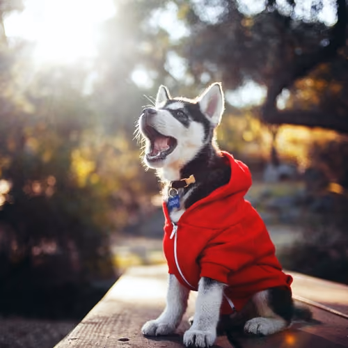Mimidogs