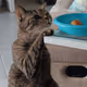 Curious Cat