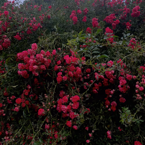 Flowers pic - New Era