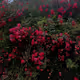 Flowers pic - New Era