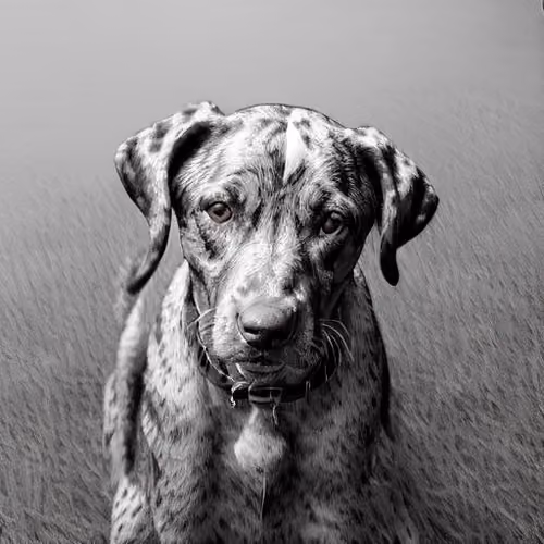 Catahoula Dog Cool-034