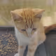 Kitten