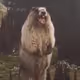 aaaa