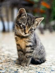 Black Cat