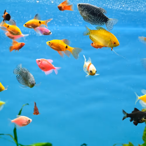 Aquarium