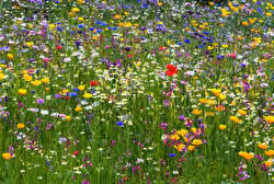 Ffflowers