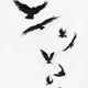 raven2