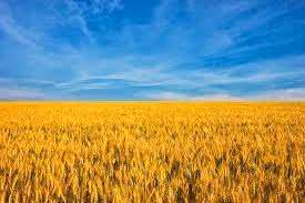 field