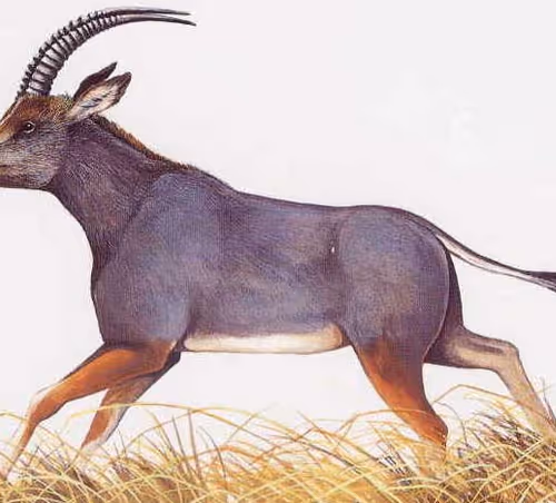 animal species that became extinct as a result of human activity