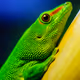 The Reptile Life