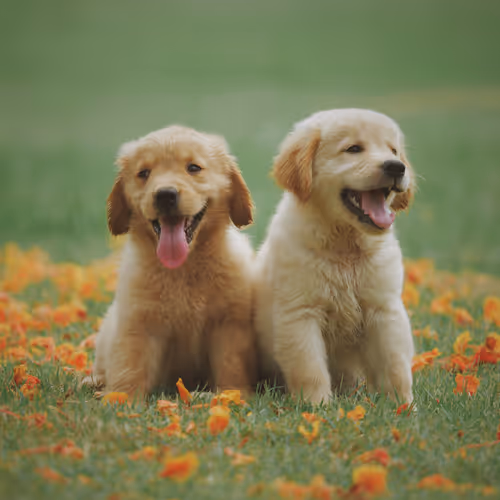 Doggos