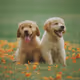 Doggos