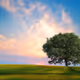 Landscapes