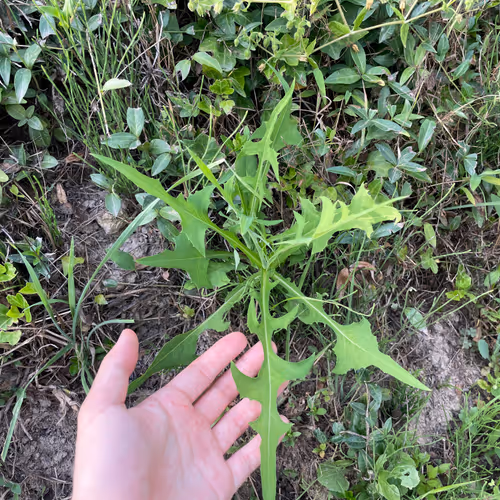 touch grass