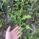 touch grass