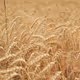 wheat