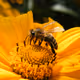 bee collects honey